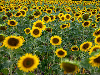 Field of Sunflowers in Summer - 684124232