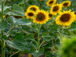 Field of Sunflowers in Summer - 684124236