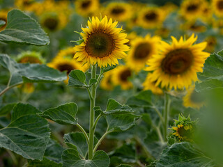 Field of Sunflowers in Summer - 684124253