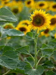 Field of Sunflowers in Summer - 684124257