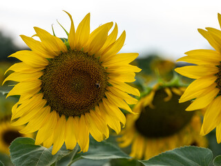 Field of Sunflowers in Summer - 684124280