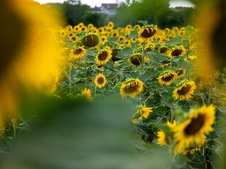 Field of Sunflowers in Summer - 684124407