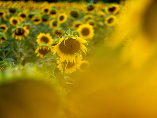Field of Sunflowers in Summer - 684124421