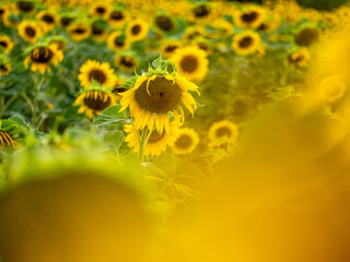 Field of Sunflowers in Summer - 684124482