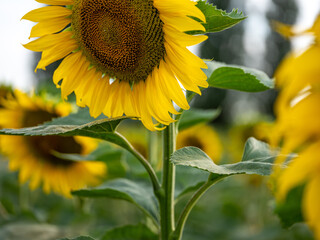 Field of Sunflowers in Summer - 684124669