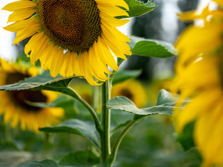 Field of Sunflowers in Summer - 684124672