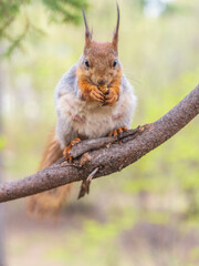 The squirrel with nut sits on a branches in the spring or summer.