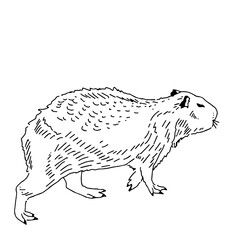 Capybara hand drawing animals south america vector image.