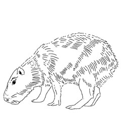 Capybara hand drawing animals south america vector image.