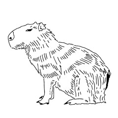Capybara hand drawing animals south america vector image.