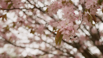 Photo of cherry blossom in spring closeup shot