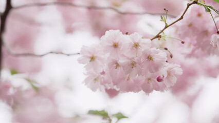 Photo of cherry blossom in spring closeup shot