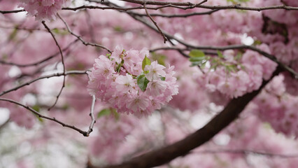 Photo of cherry blossom in spring closeup shot