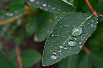 green leaves with rain drops isolated close up 
