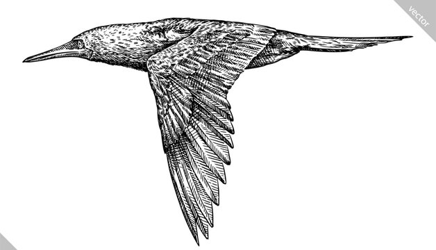 Vintage engraving isolated blue footed booby set illustration ink sketch. Gannet background bird silhouette art. Black and white hand drawn vector image