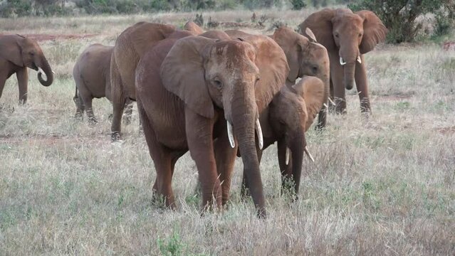 Family of Elephants on the Move. Wildlife in savanna. Big five animals. Elephants in the African savannah. Portrait of wild african elephant walking in the forest.