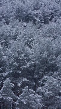 Winter snow forest vertical slow motion footage