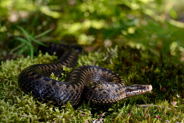 Kreuzotter // Common Adder (Vipera berus) 