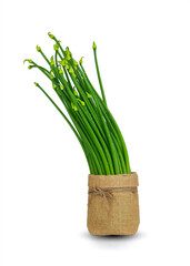 Fragrant flowers fresh green onions  isolated on white background with clipping path.