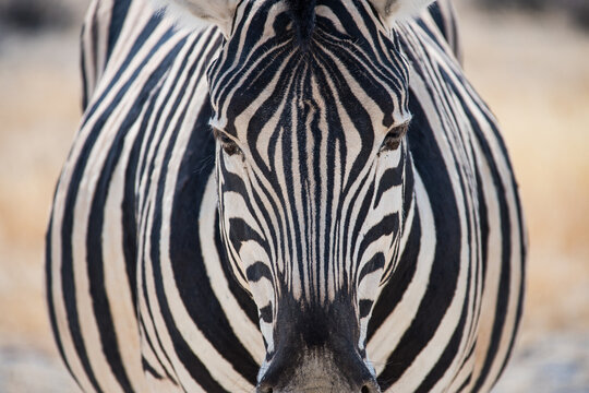 zebra close up