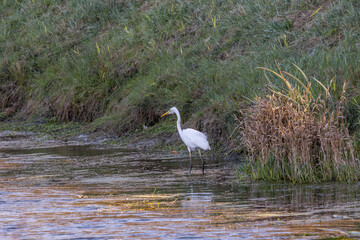 Egret fishing on a small stream