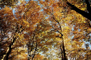 Obraz premium Red and yellow leaves in the beechwood of Soriano nel Cimino in an autumn morning, Lazio, Italy