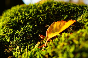Fallen leaf on the moss in an autumn morning