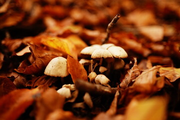 Small mushrooms hidden in the beechwood in a morning autumn day