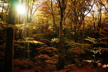 Shiny sunrise in Soriano nel Cimino beechwood at the sunrise, Lazio, Italy