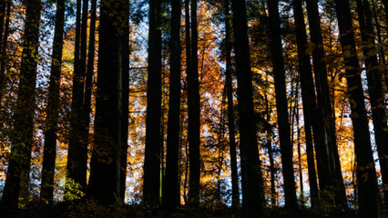 Fototapeta premium Mata das Faias de S. Lourenço