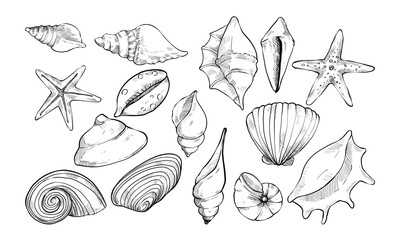 sea shell handdrawn collection engraving