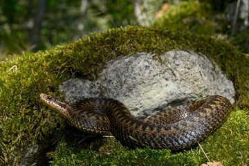 Kreuzotter-Weibchen  // female Common Adder (Vipera berus) - Reptil des Jahres 2024