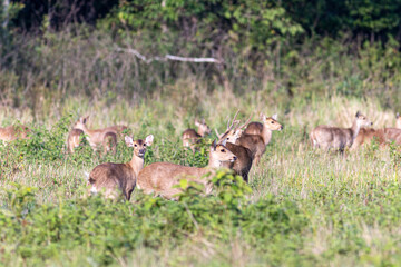 Group of deer in the forest, Chobe National Park, Botswana