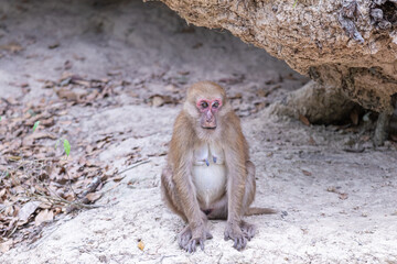 monkey in thailand,macaque in thailand,