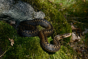 Kreuzotter-Weibchen  // female Common Adder (Vipera berus) - Reptil des Jahres 2024