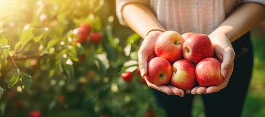 Ripe apples in woman hands on the green garden background