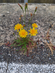 A beautiful flower growing amid the cold concrete of the city