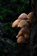 Mushroom