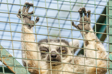 Caught animal