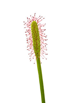 Drosera, carnivorous plan, tentacle close up on white background