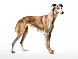 Purebred greyhound breed dog in full height. Isolated on a white background.