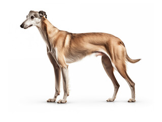 Obraz na płótnie Canvas Purebred greyhound breed dog in full height. Isolated on a white background.