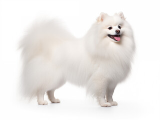Obraz premium Purebred snow-white dog of the Spitz breed full-length. Isolated on a white background.