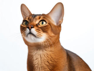 Abyssinian Cat Studio Shot Isolated on Clear Background