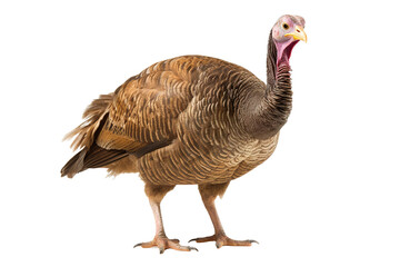  thanksgiving Turkey