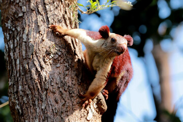 The Indian giant squirrel is one of the largest squirrels, with a head–and–body length of 25–50 cm (10 in – 1 ft 8 in), a tail that is about the same or somewhat longer, and a weight of 1.5–2 kg (3.3– - obrazy, fototapety, plakaty