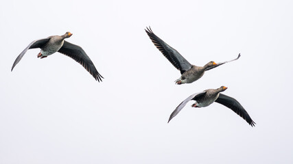Three flying geese. Greylag goose or graylag goose (Anser anser) in flight.