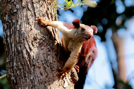 The Indian giant squirrel is one of the largest squirrels, with a head–and–body length of 25–50 cm (10 in – 1 ft 8 in), a tail that is about the same or somewhat longer, and a weight of 1.5–2 kg (3.3–