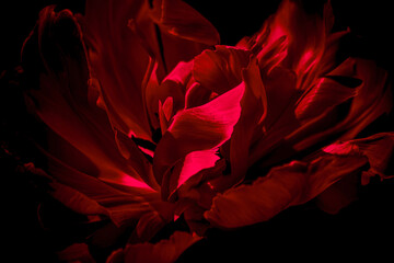 Macro details of the bright red petals of a tulip