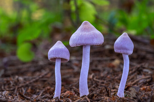 Poisonous violet lilac mushrooms Inocybe geophylla var. lilacina growing on the floor in a green autumn forest